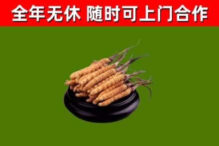 宁武县回收冬虫夏草
