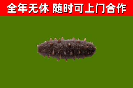 宁武县回收海参干
